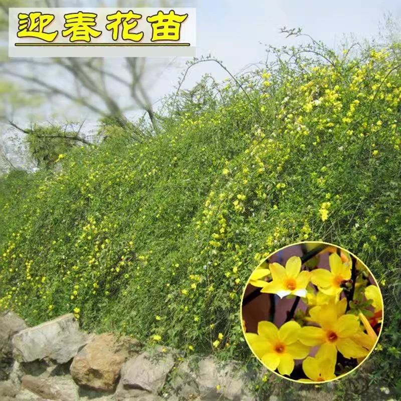 迎春花苗 迎春花植物 迎春苗 迎春花 连翘花花苗迎春苗庭院绿化苗