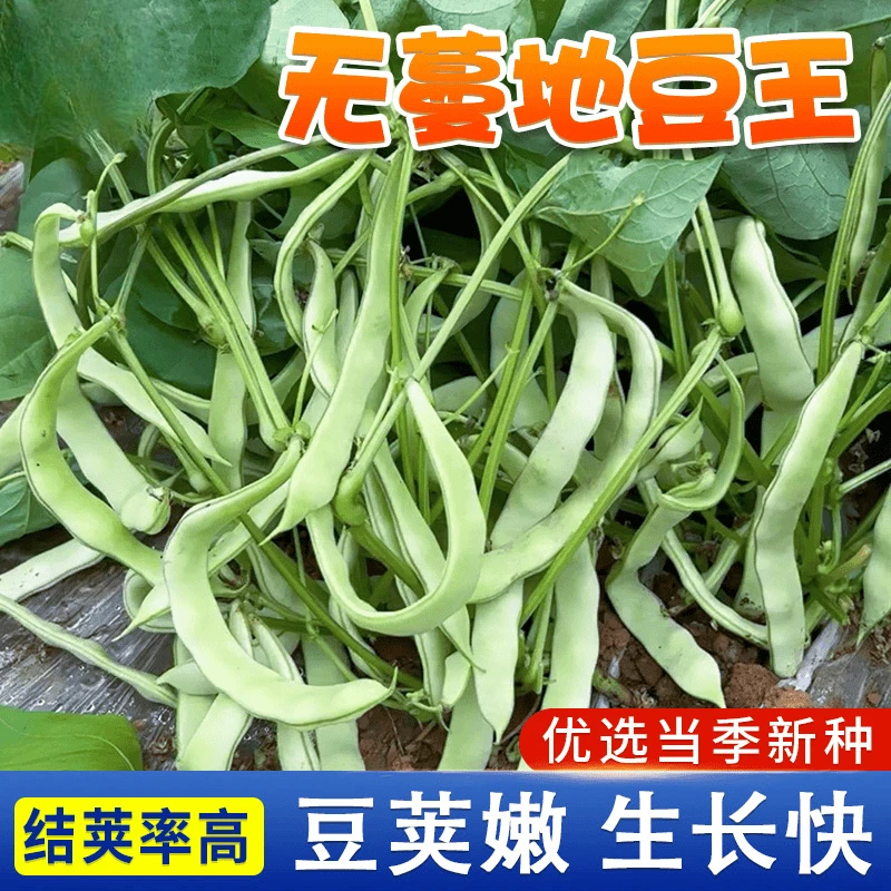 【先风无蔓地豆王豆角种子】 不搭架懒人种高产四季豆盆栽小院四季