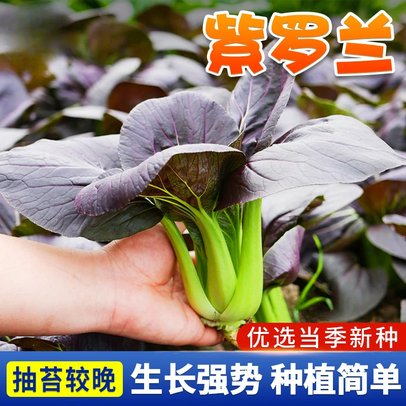 【紫罗兰油菜种籽】紫色小青菜阳台盆栽菜园地种植农家蔬菜种子