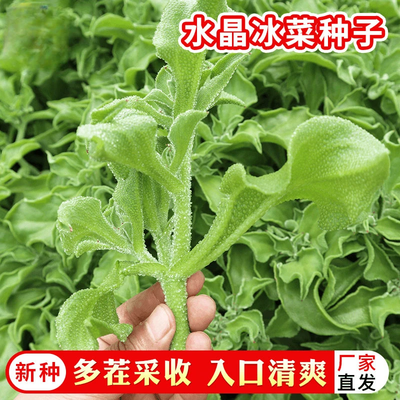 水晶【冰菜种子】盆栽蔬菜种籽种冰草四季播种季菜种籽大全抗寒耐旱