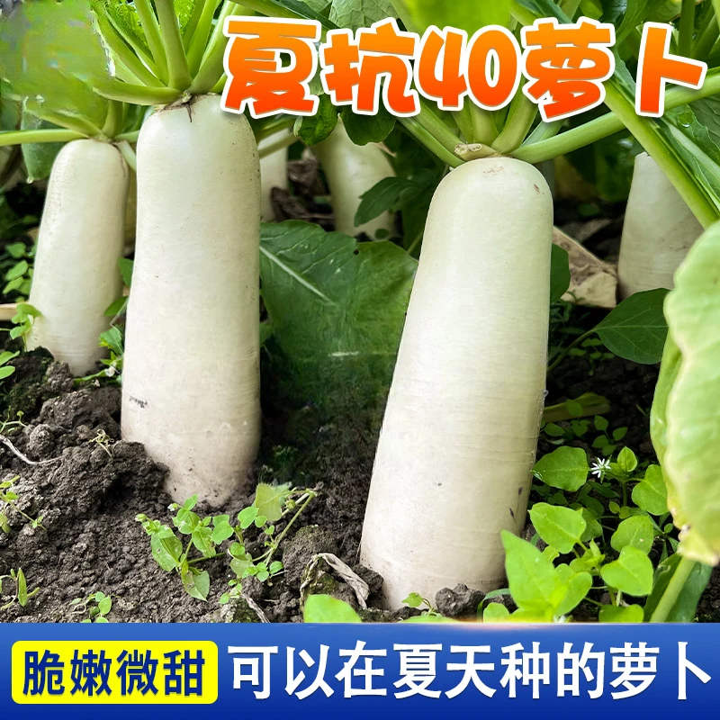 【抗热萝卜种子】夏抗40白皮萝卜夏季高产甜脆耐高温蔬菜简单种籽