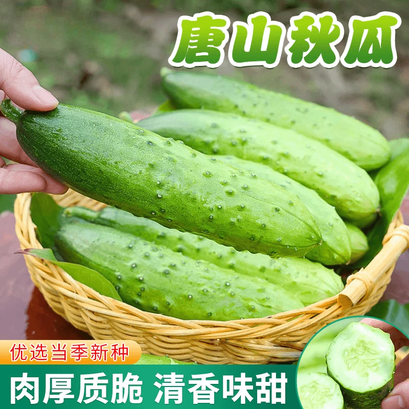 【唐山秋瓜种子】夏季耐热老品种黄瓜种籽庭院盆栽蔬菜四季简单种植