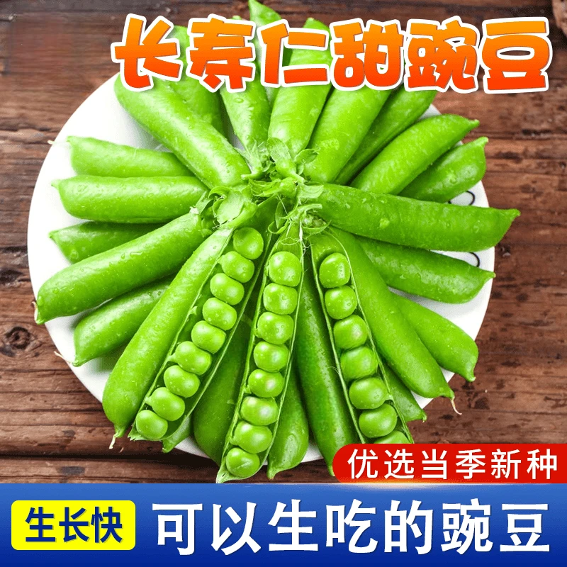 【甜脆青豌豆种子】长寿仁甜豌豆老品种耐寒荷兰豆蔬菜四季豆荚籽