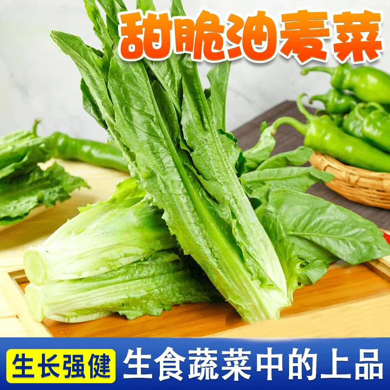 脆甜【油麦菜种子】速生甜脆香油麦菜四季播种阳台盆栽庭院种植种子
