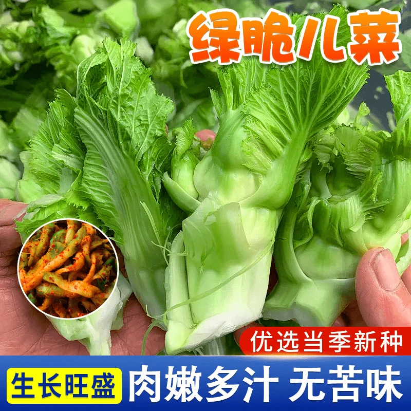 【萌绿儿菜种子】芥菜种籽宝宝菜秋季播泡菜蔬菜种子四川特大儿菜抱