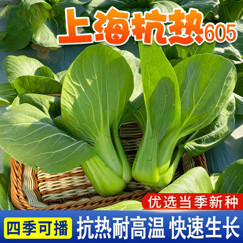 四季播种【上海青种子】小青菜青梗上海青阳台庭院盆栽简单蔬菜种籽