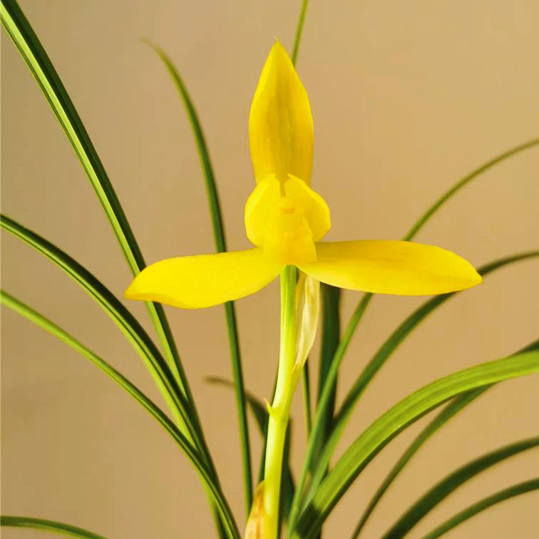 素心兰花春兰秋风玉露绿植花卉盆栽好养正宗兰花易活