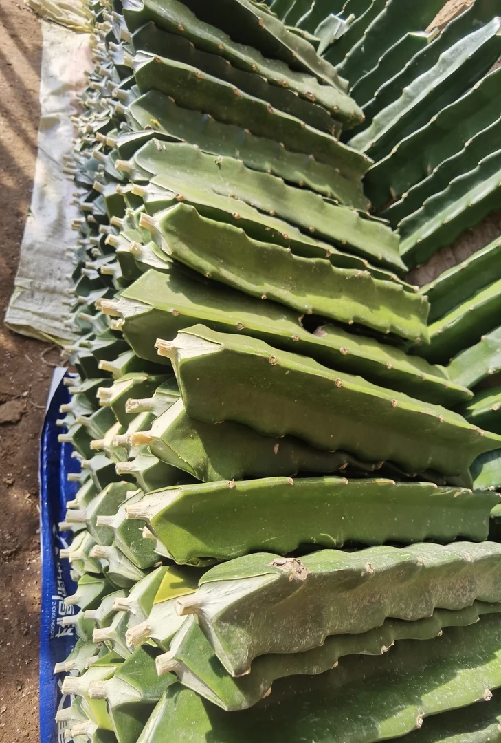 30-40㎝枝条/嫁接砧木/霸王花枝条/自粉枝条