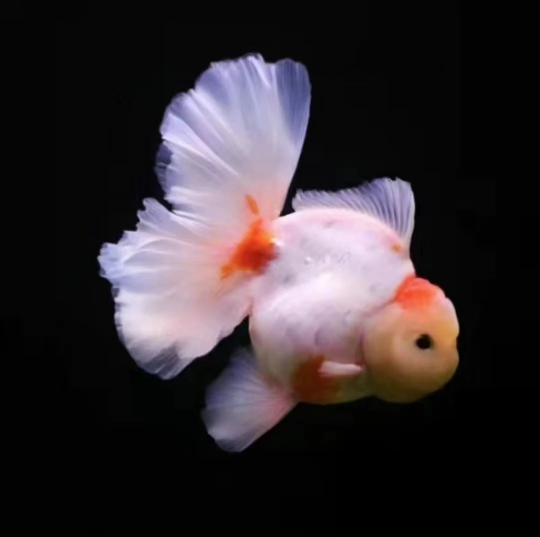 精品百褶将军泰狮包活包损不包邮无开箱视频不售后