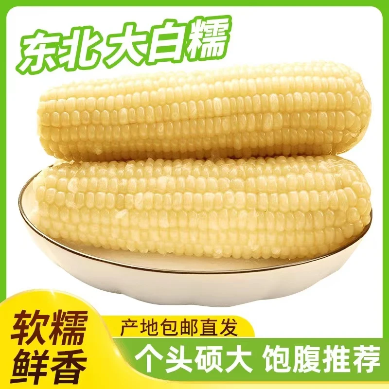 东北新鲜采摘白糯甜玉米8送2共10支*280g-320g整箱6斤以上