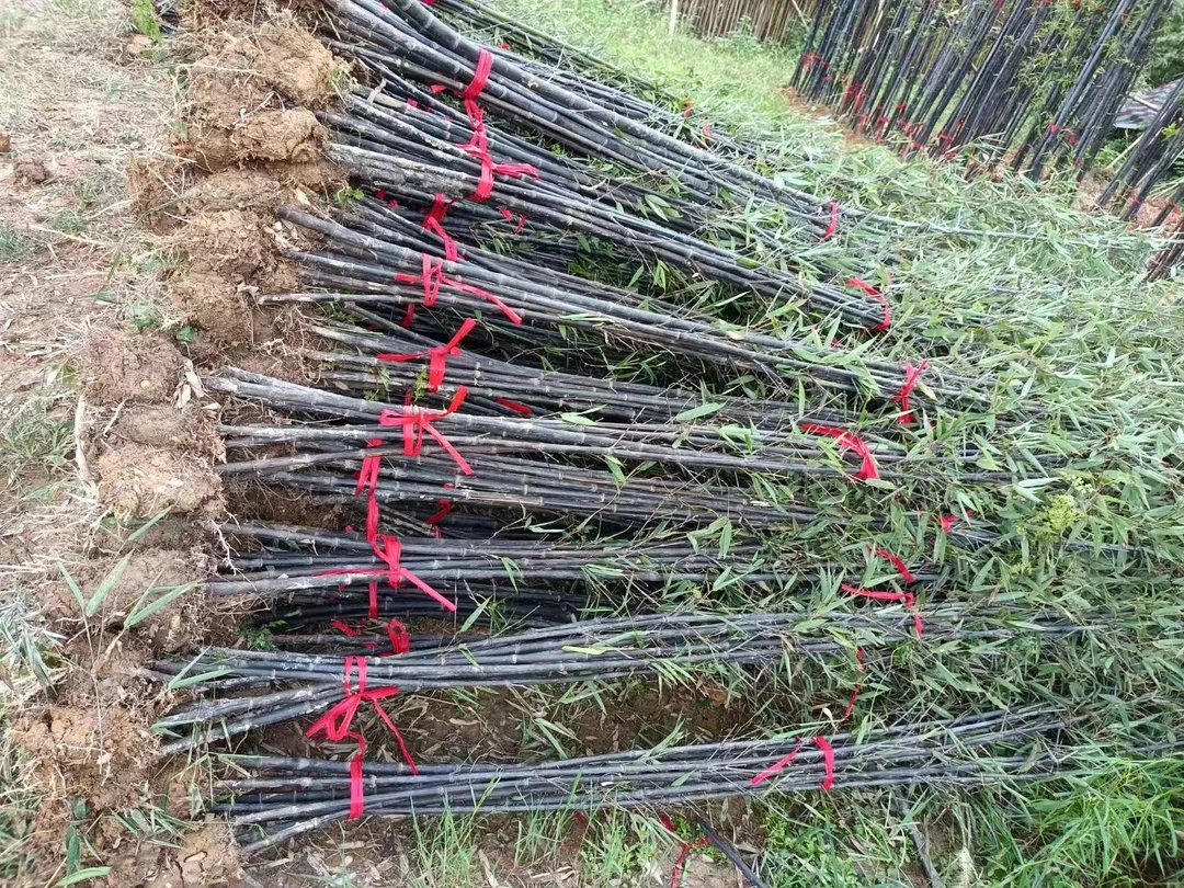 紫竹苗名贵品种墨竹黑竹庭院四季常青耐寒耐旱风景盆栽地载竹子苗