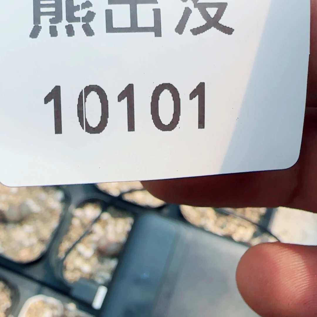 【闪购商品】轩*10101