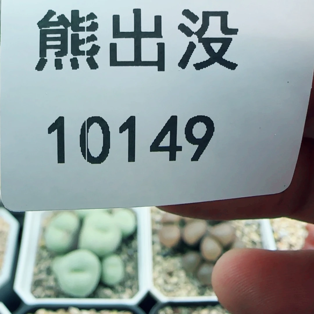 【闪购商品】梦***?10149