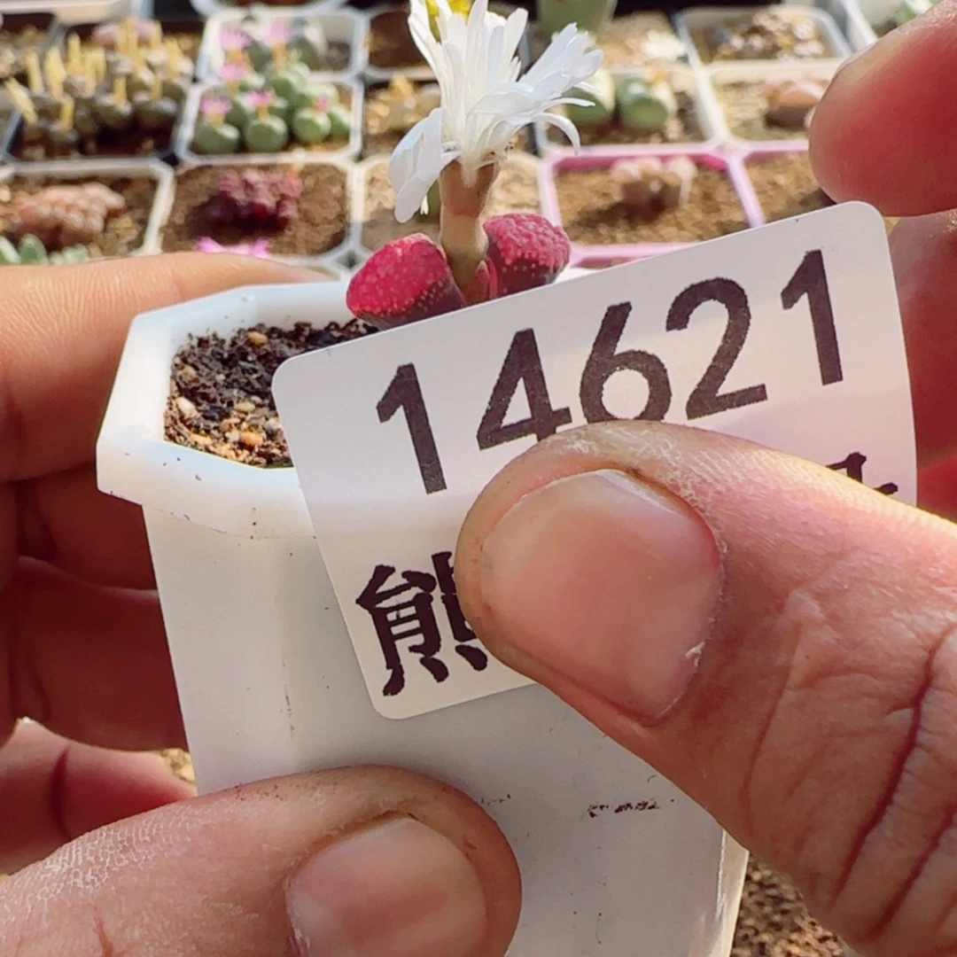 【闪购商品】吻*14621