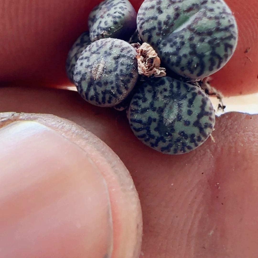 【闪购商品】好*情11937