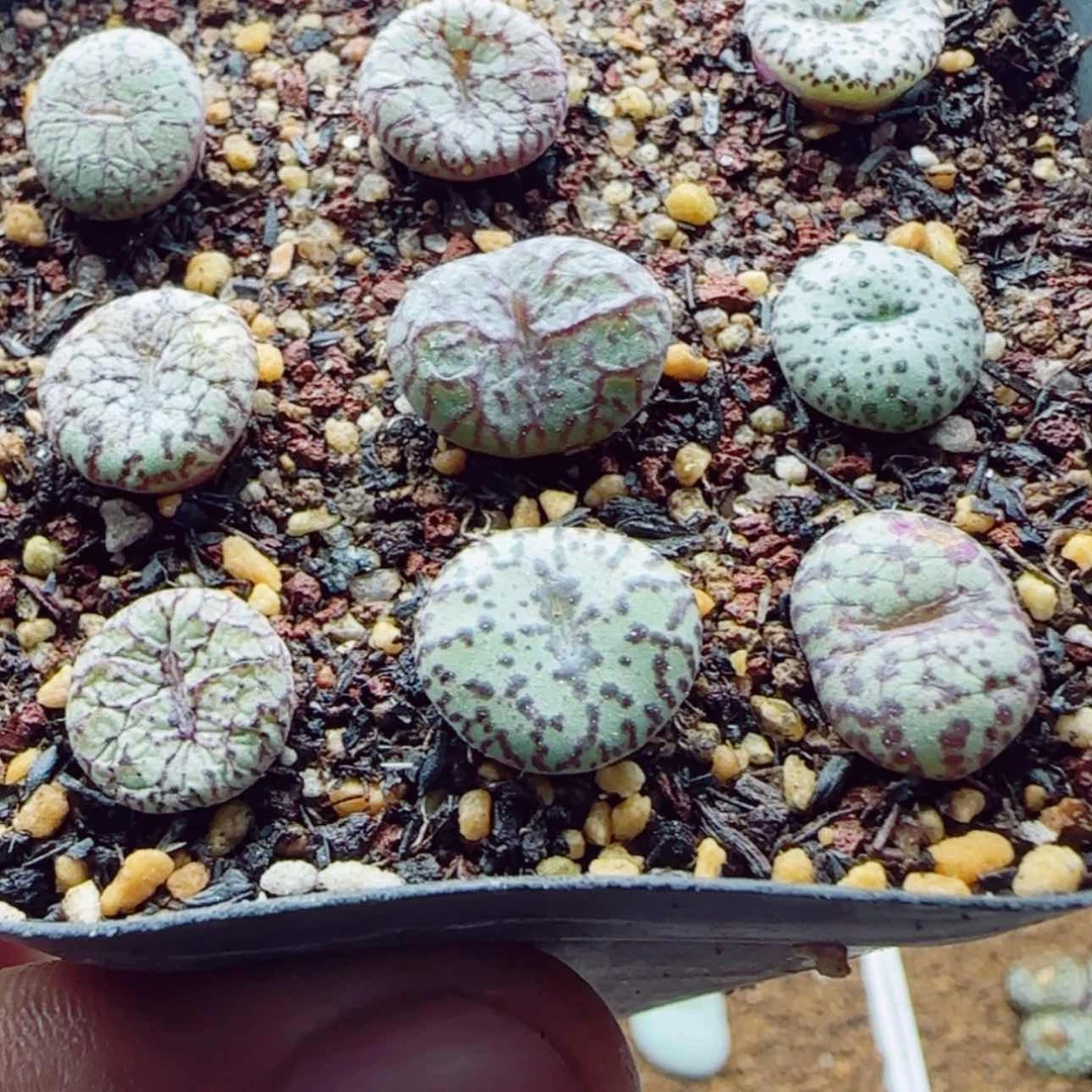 【闪购商品】15152