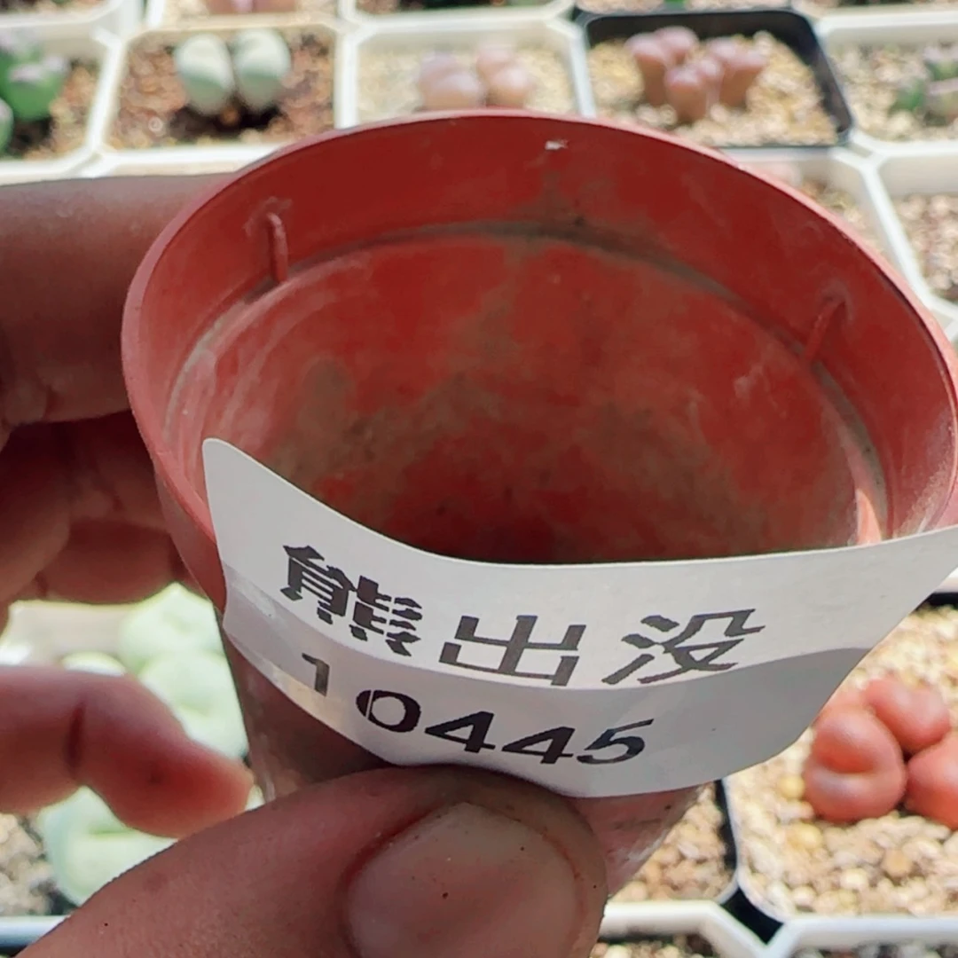 【闪购商品】四*10445