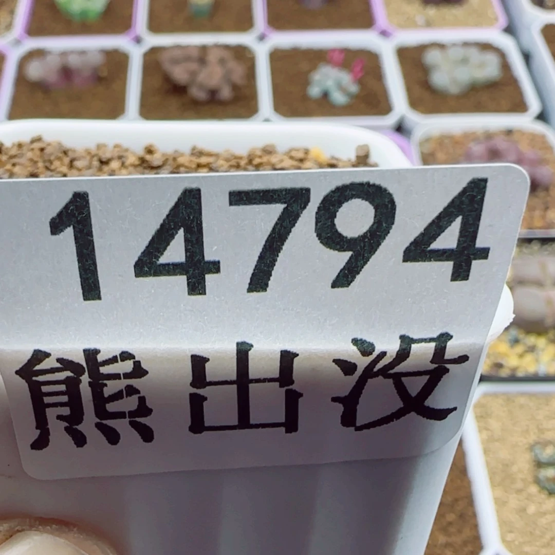 【闪购商品】梦***?14794