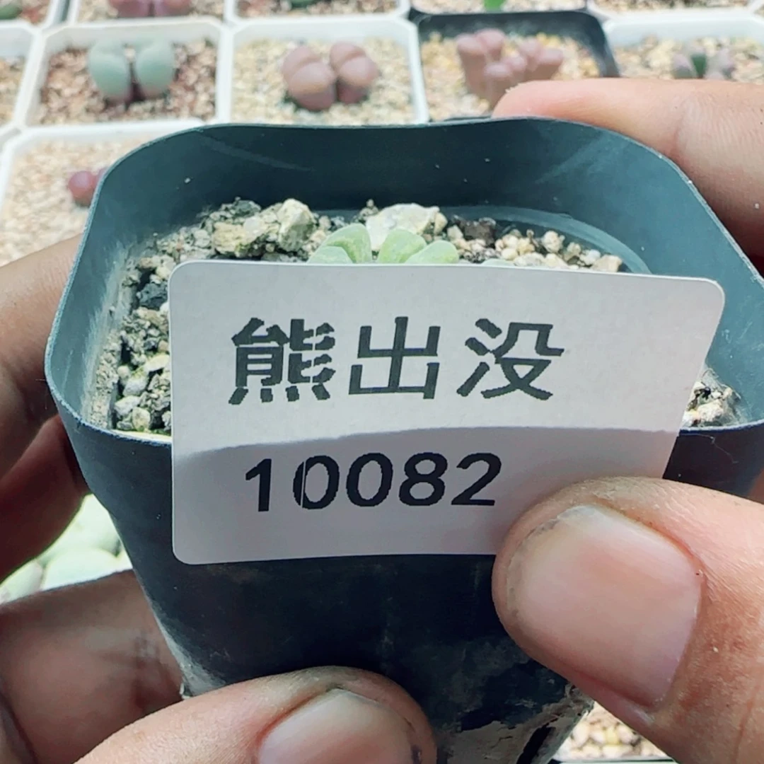 【闪购商品】?***莉10082