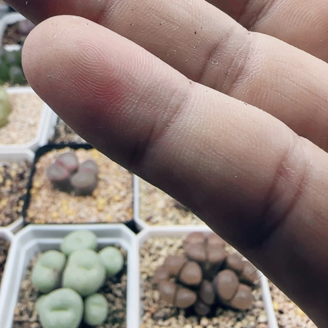 【闪购商品】孤**河9561