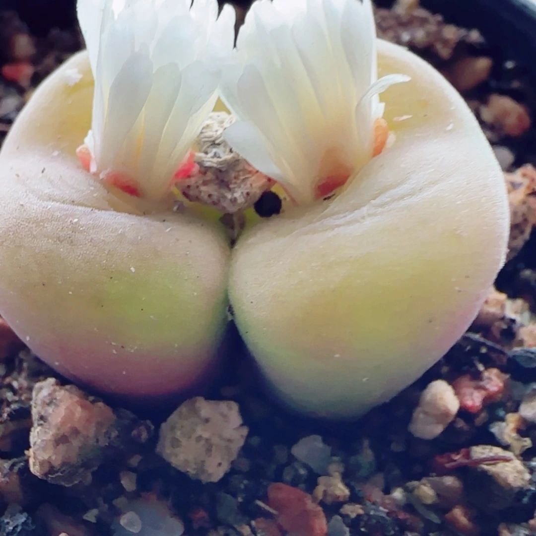 【闪购商品】14433