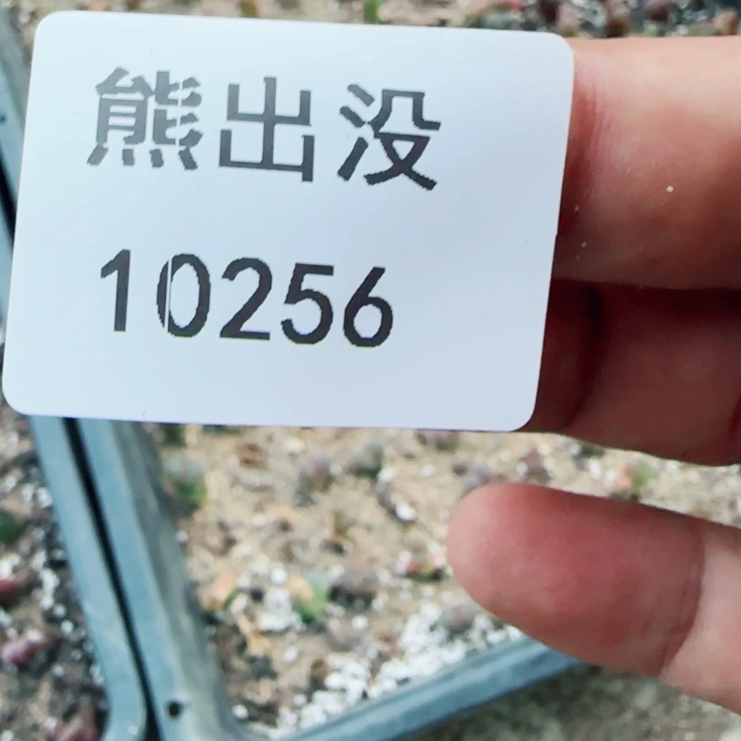 【闪购商品】孤**河10256