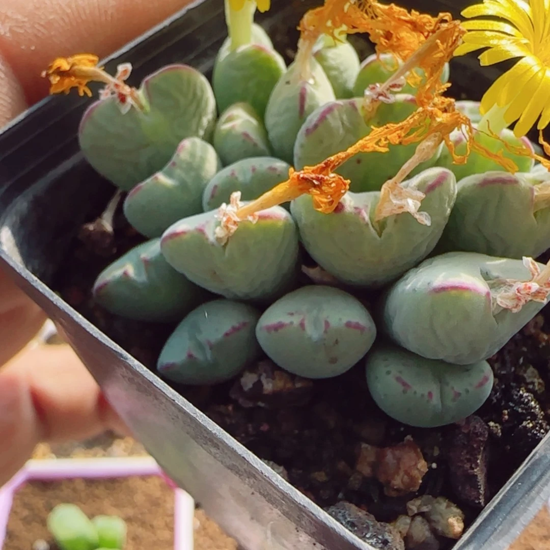 【闪购商品】14228