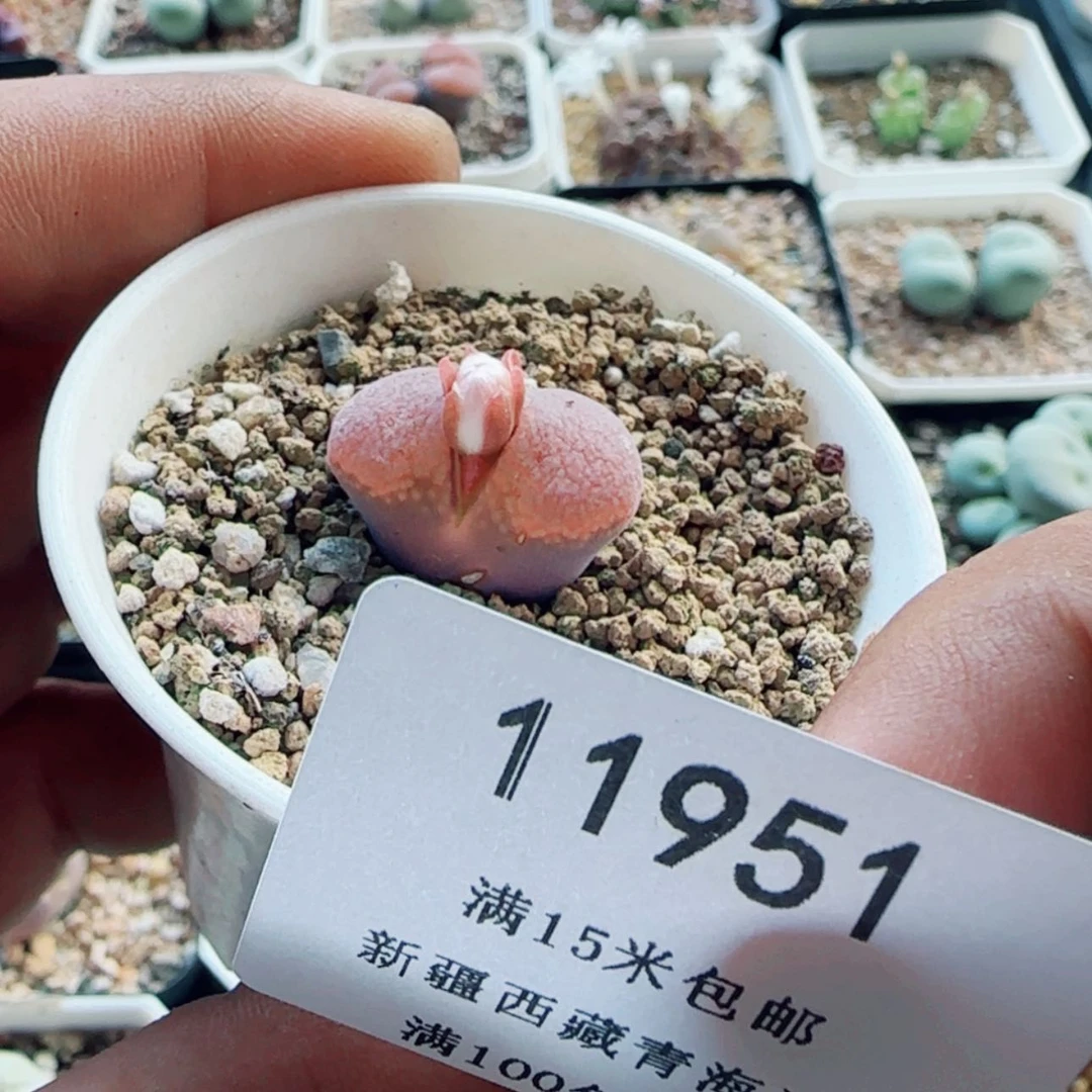 【闪购商品】?11951