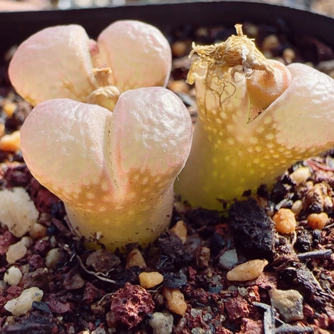 【闪购商品】帅*14241