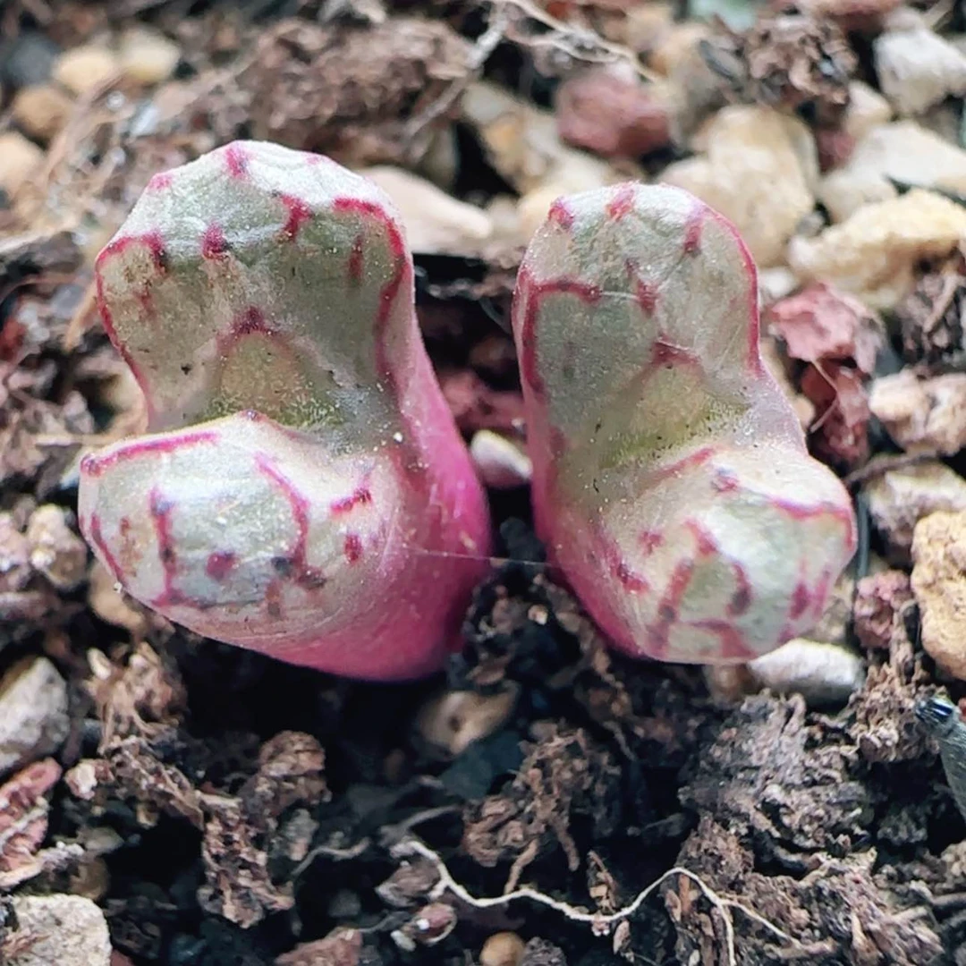 【闪购商品】12975