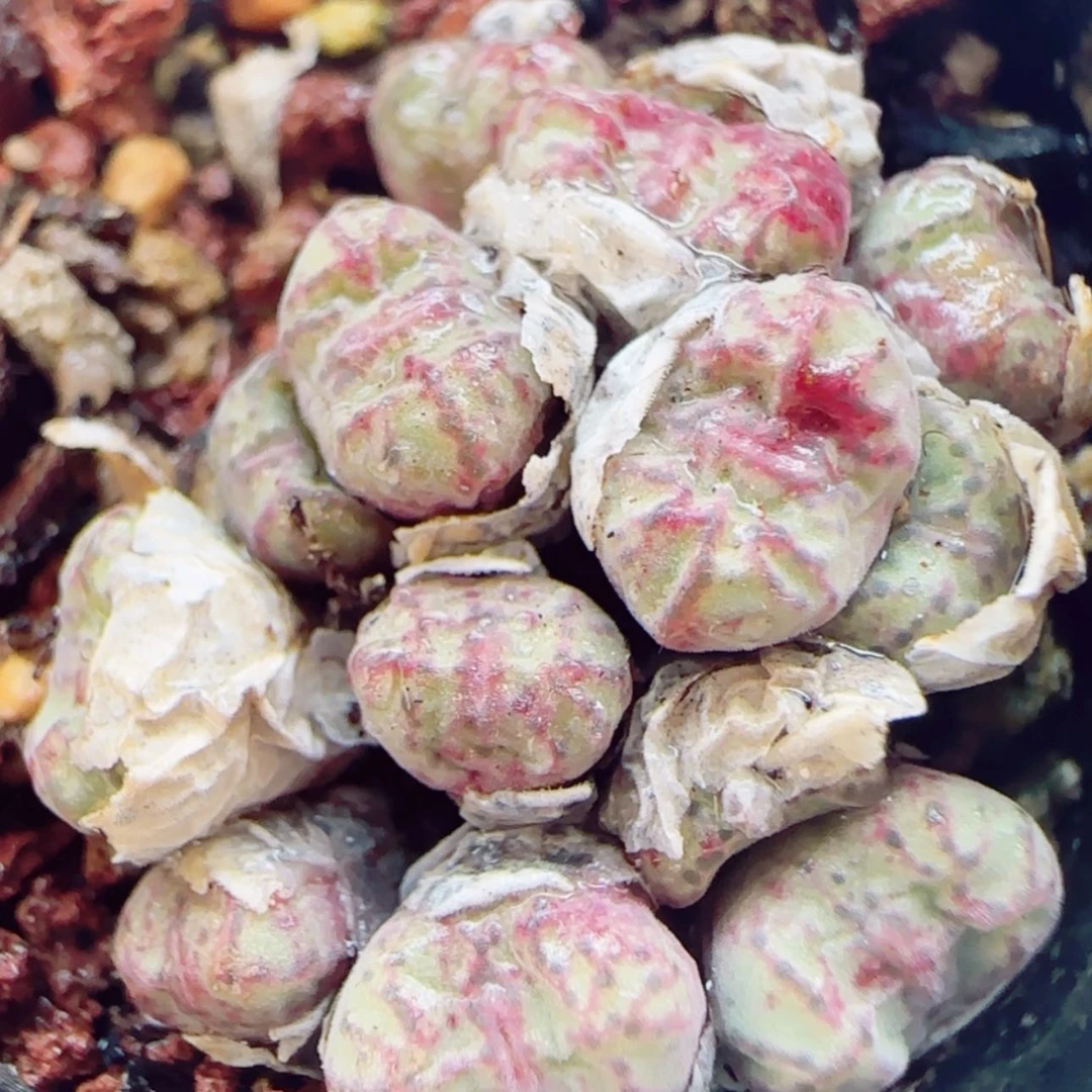 【闪购商品】13729