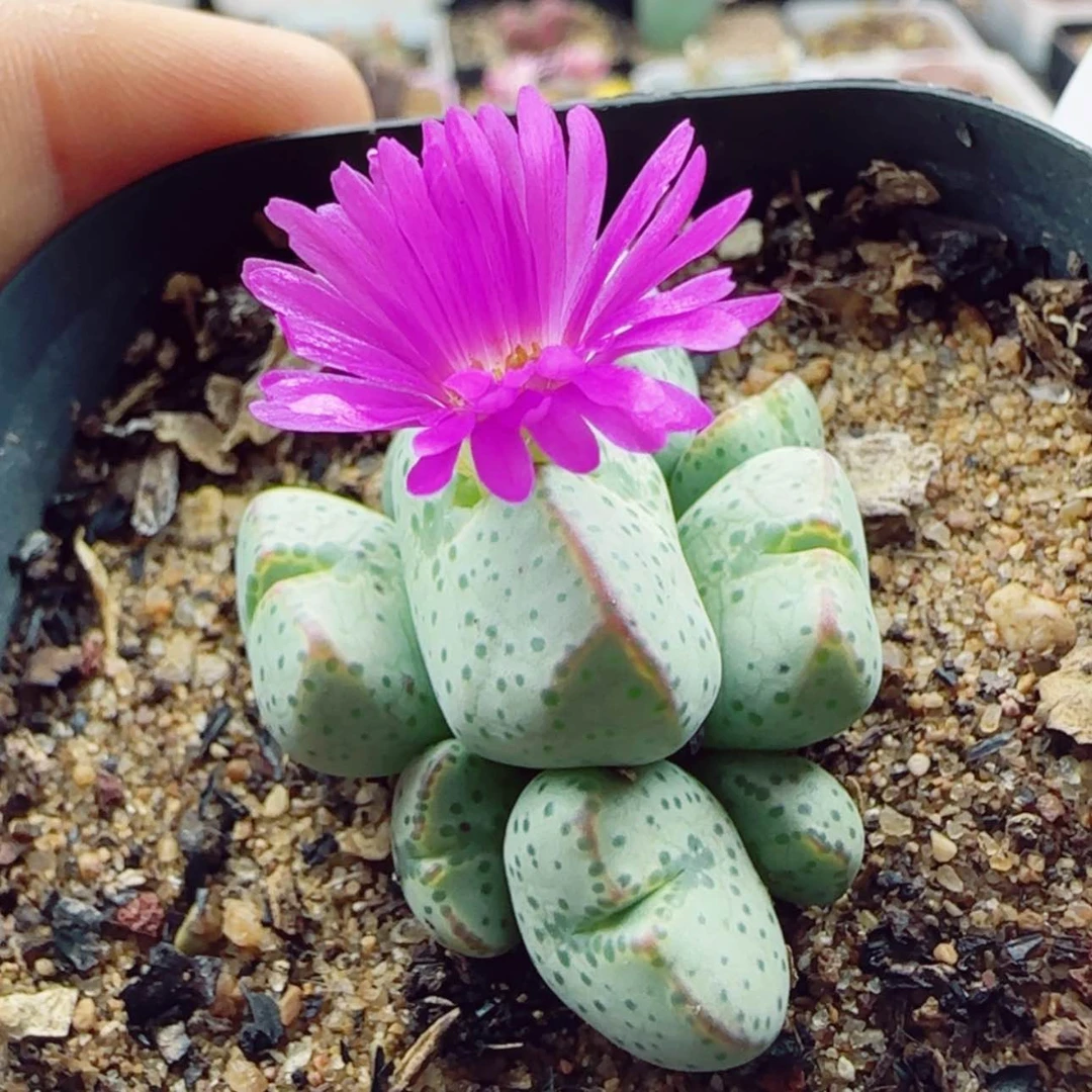 【闪购商品】13929