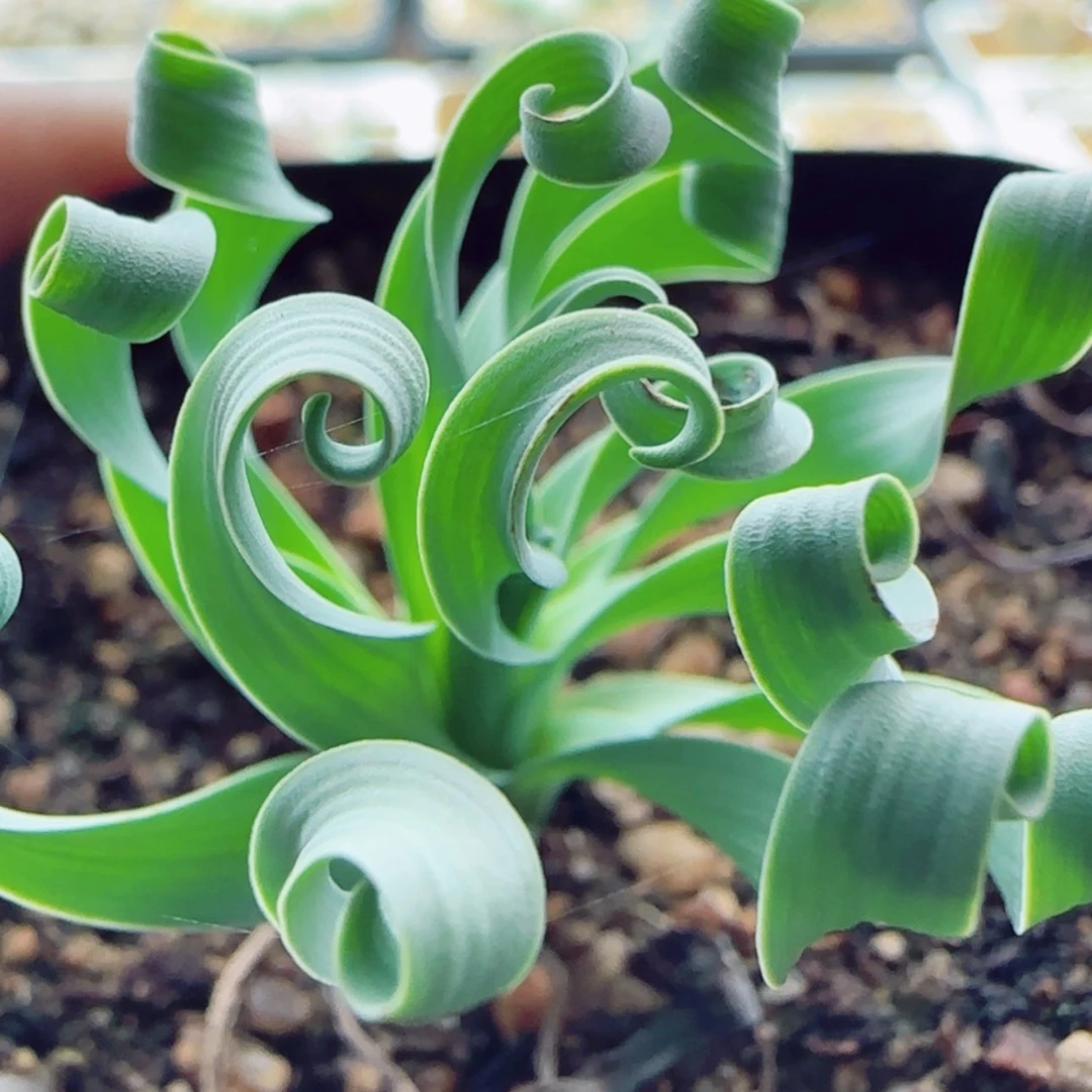 【闪购商品】14473