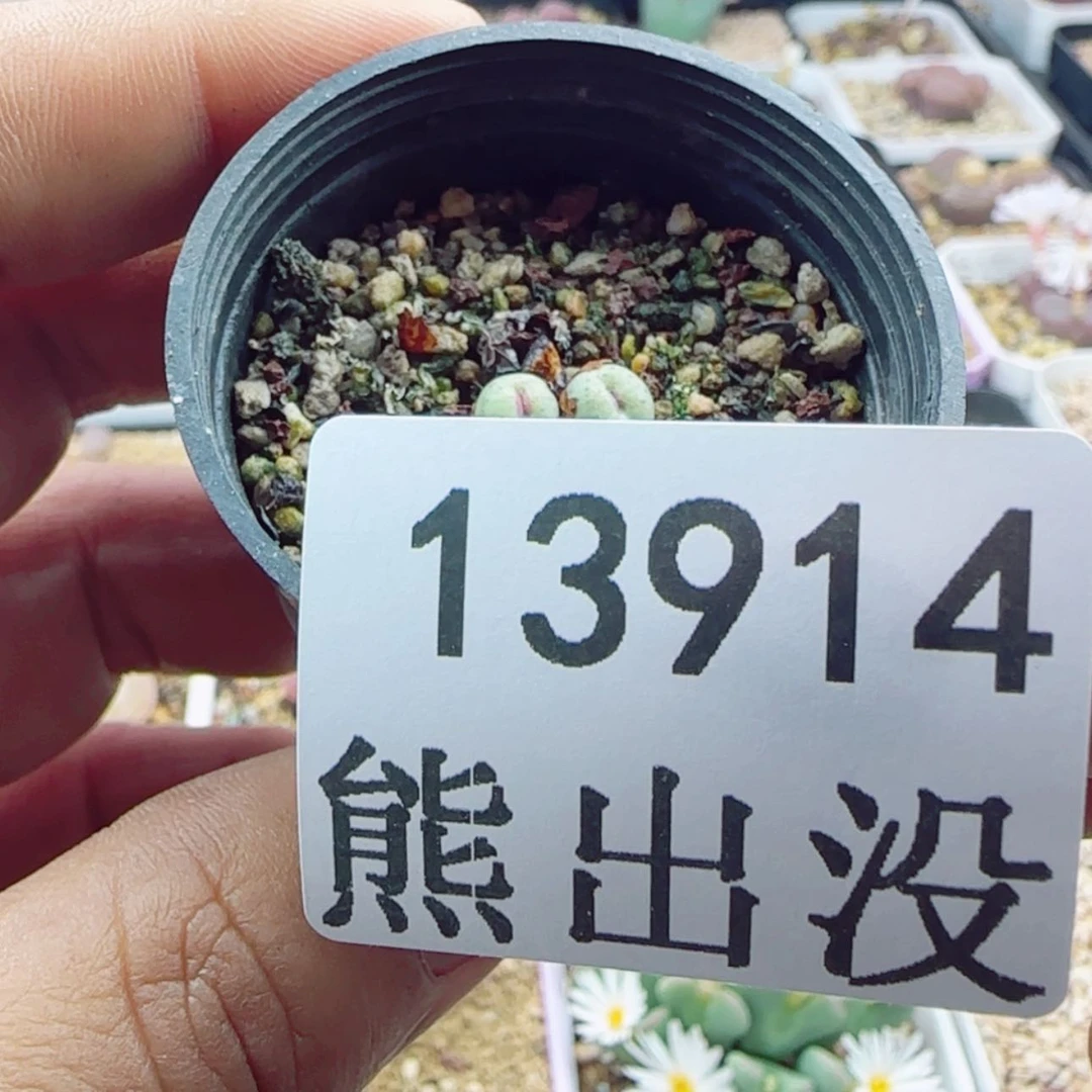 【闪购商品】诗**?13914