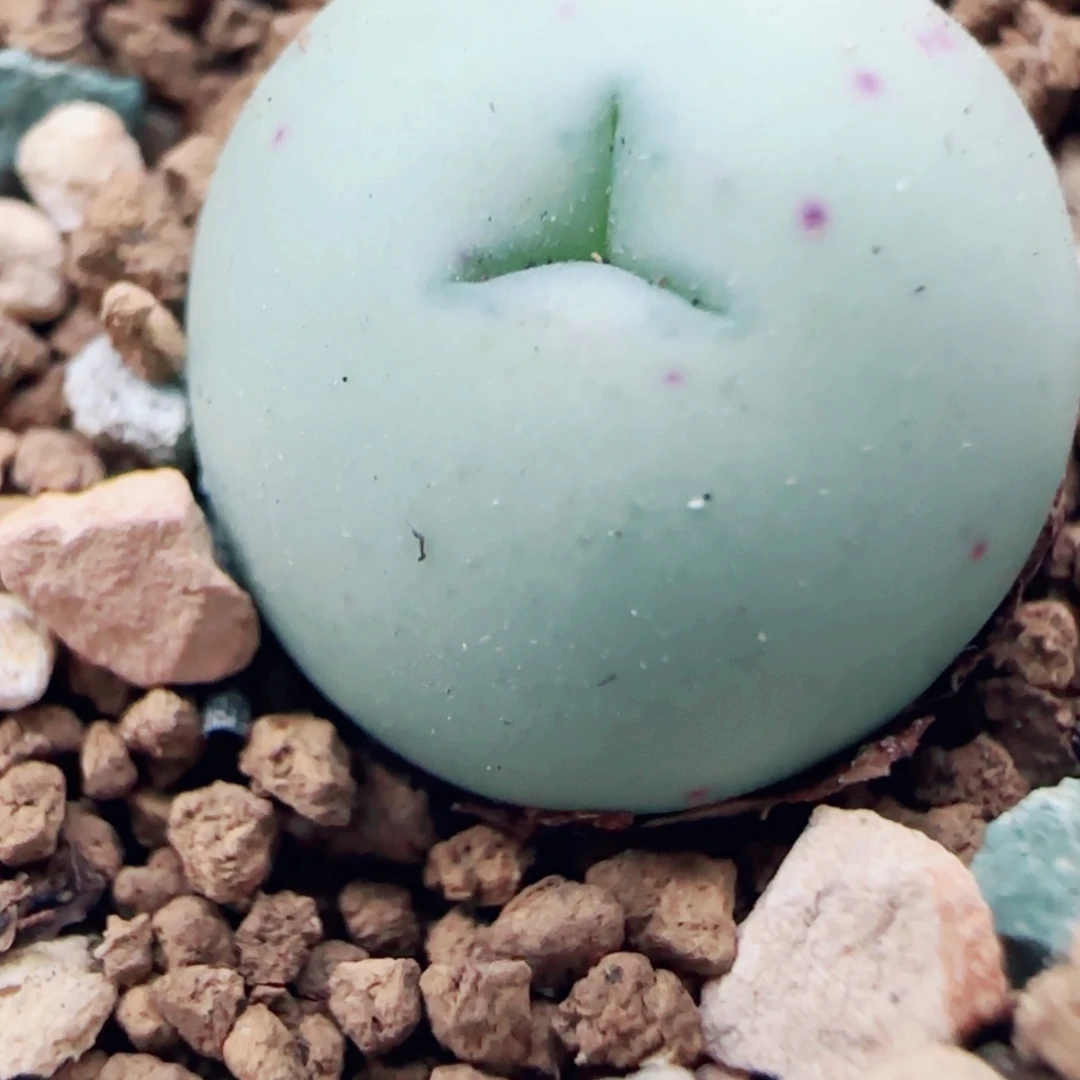 【闪购商品】10668