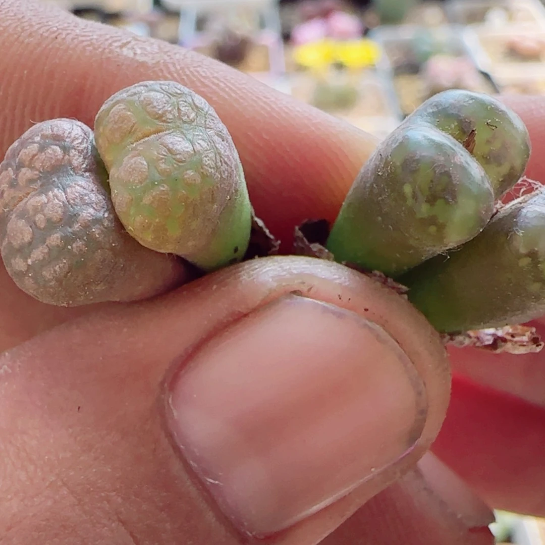 【闪购商品】左****心13732