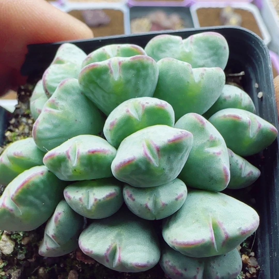 【闪购商品】15503