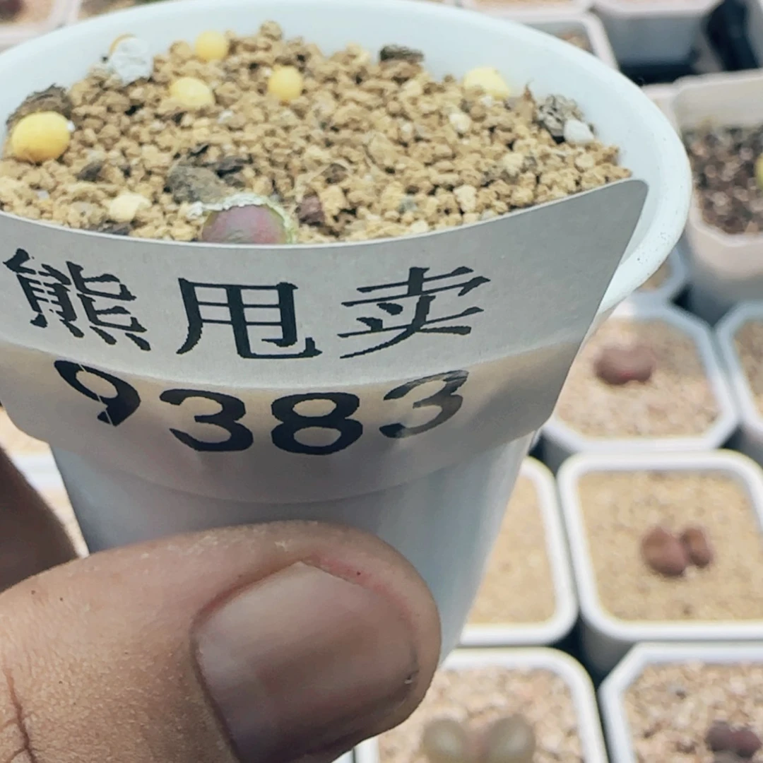 【闪购商品】荌*岁9383
