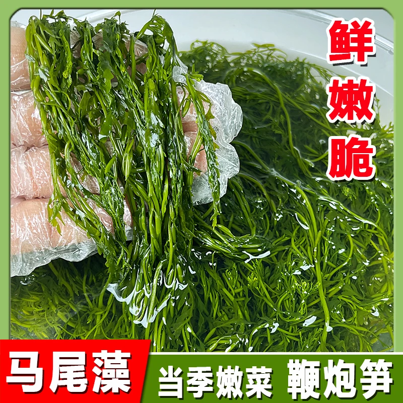 盐渍马尾藻新鲜鞭炮笋荣成特产长寿菜凉拌火锅食材商用5斤整箱