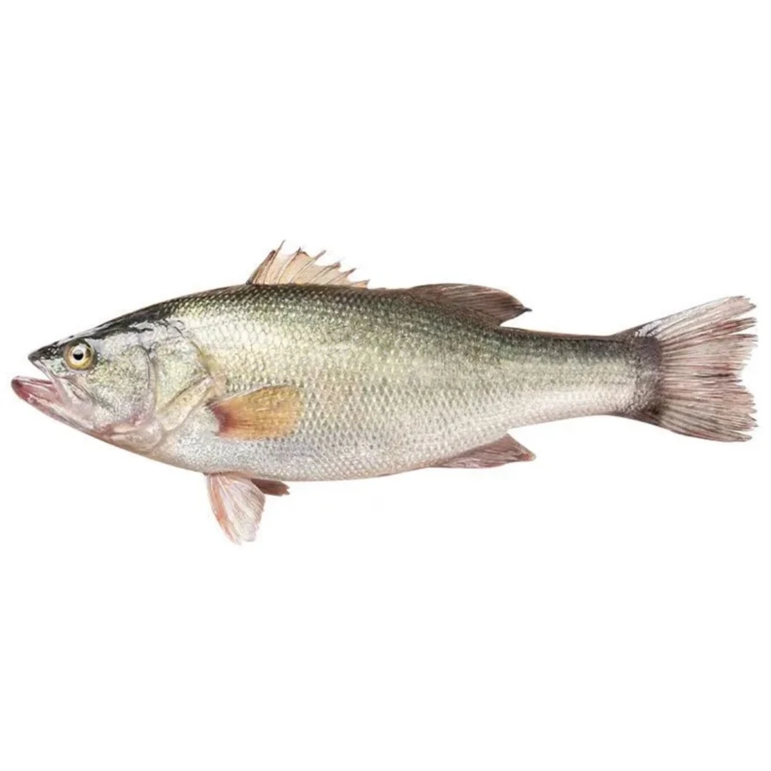【耒阳同城闪送】鲜活鲈鱼约500g/条(默认处理杀好)不杀备注