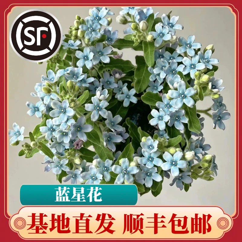 【顺丰包邮】A级蓝星花鲜花基地直发（零下五度地区慎拍，冻伤不售后）