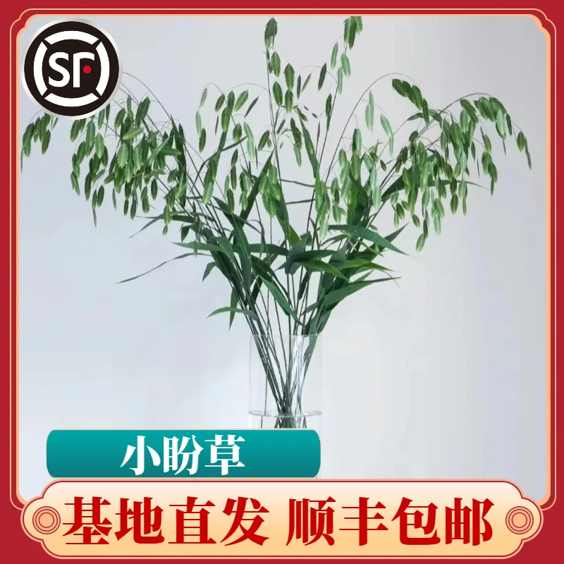 【顺丰包邮】小盼草鲜枝基地直发（零下五度地区慎拍，冻伤不售后）