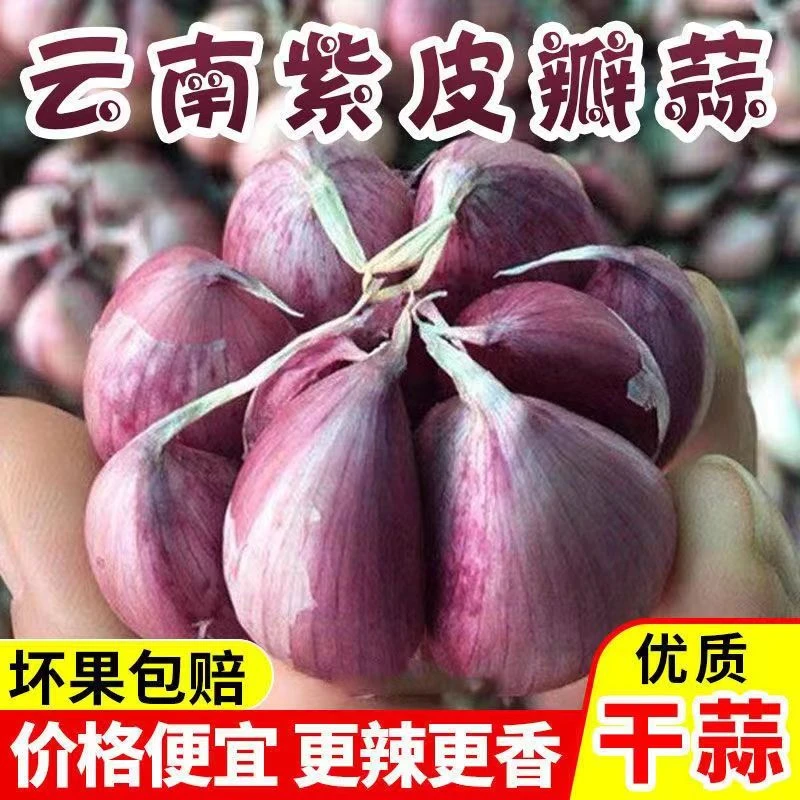 【2024云南老品种】XT紫皮蒜 干蒜大蒜可吃可种 蒜种 蒜头1/3/5/9斤