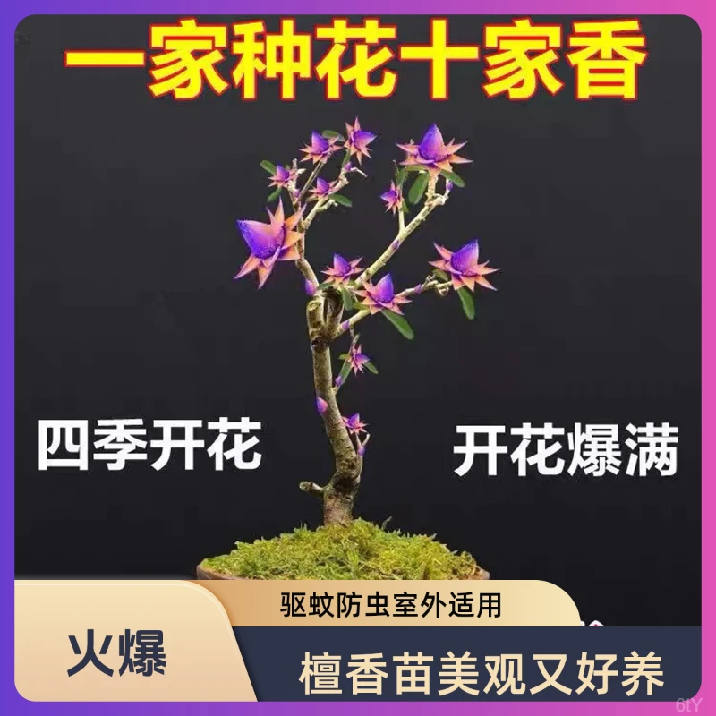 耐寒檀香苗聚财纳福天然金莲南北方种植花苗盆栽花卉防虫驱蚊室外