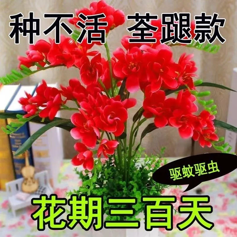 【四季热卖】新品清香玉球根驱蚊虫四季开花重瓣花浓香型花卉盆栽