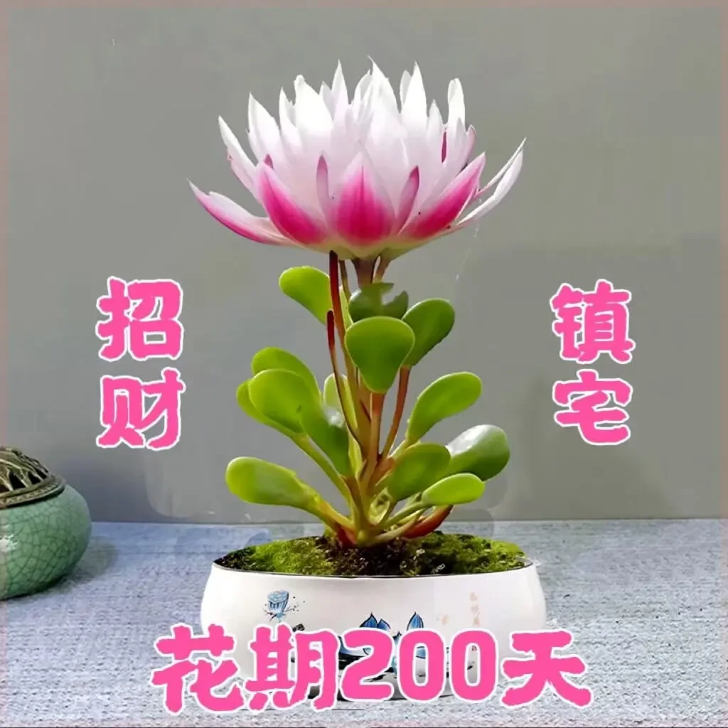 耐寒驱蚊新品招财福寿莲室内懒人花桌面水培花卉好养家庭客厅土培