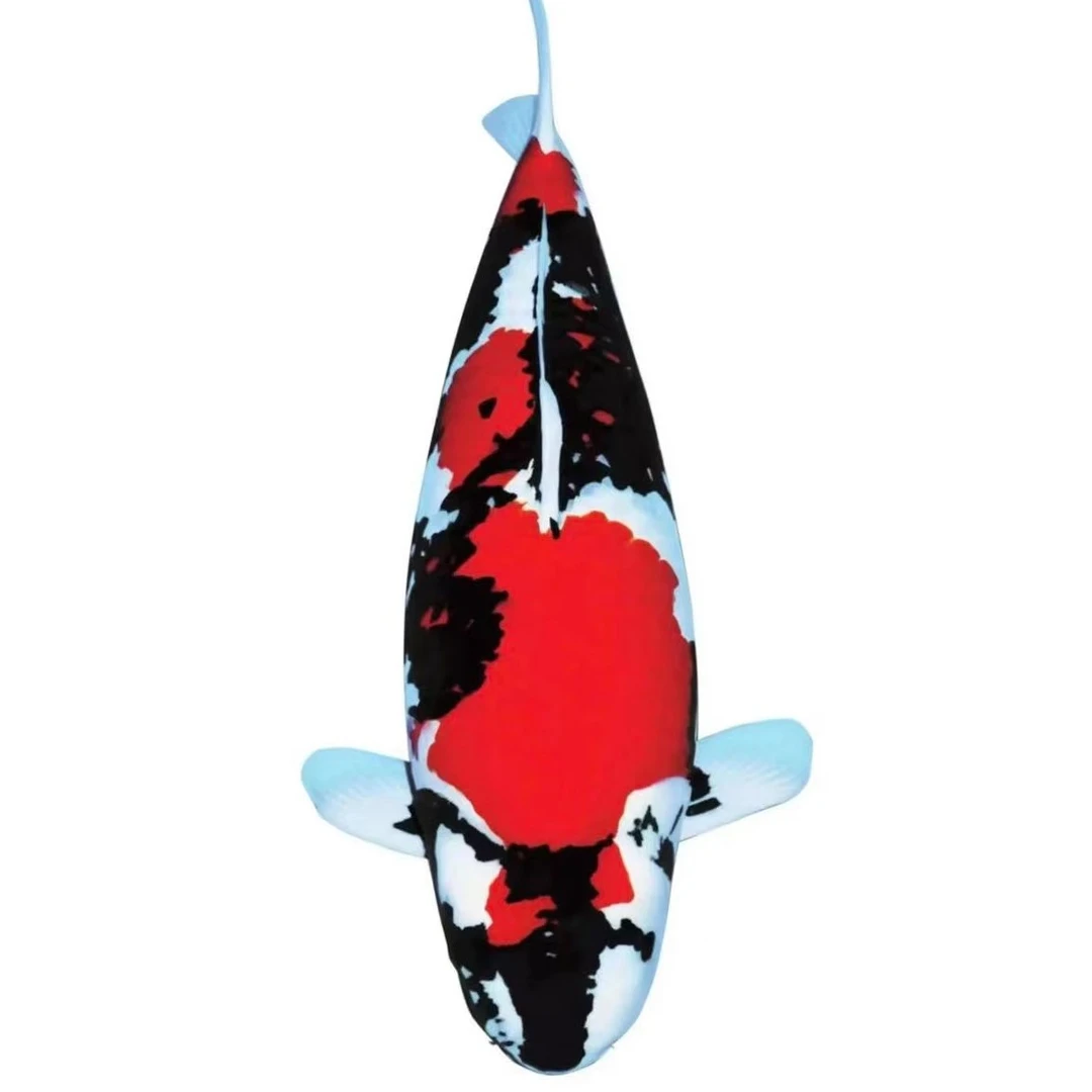 （御锦鲤甄选）昭和锦鲤观赏鱼进口血统精品留养级别活体发货锦鲤鱼