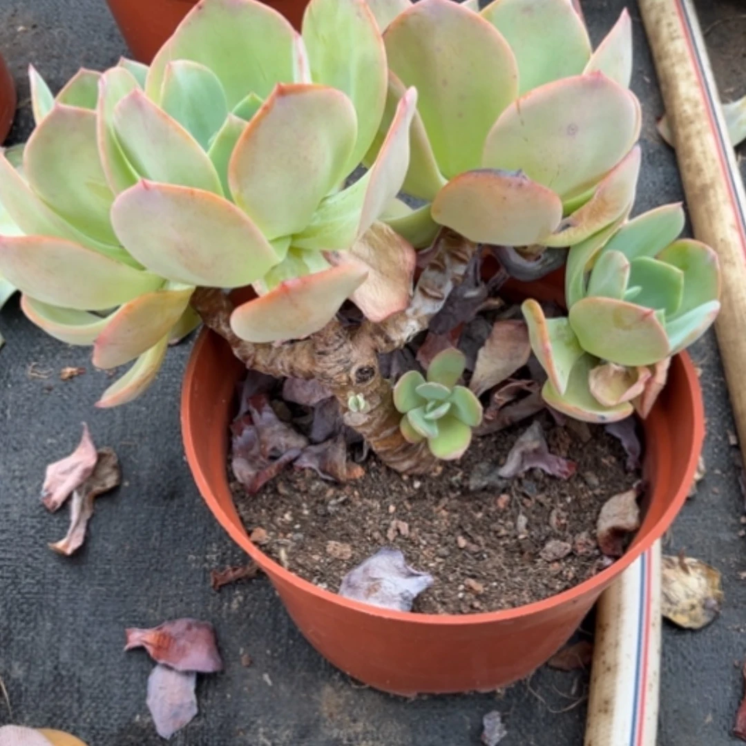 【闪购商品】心*白凤