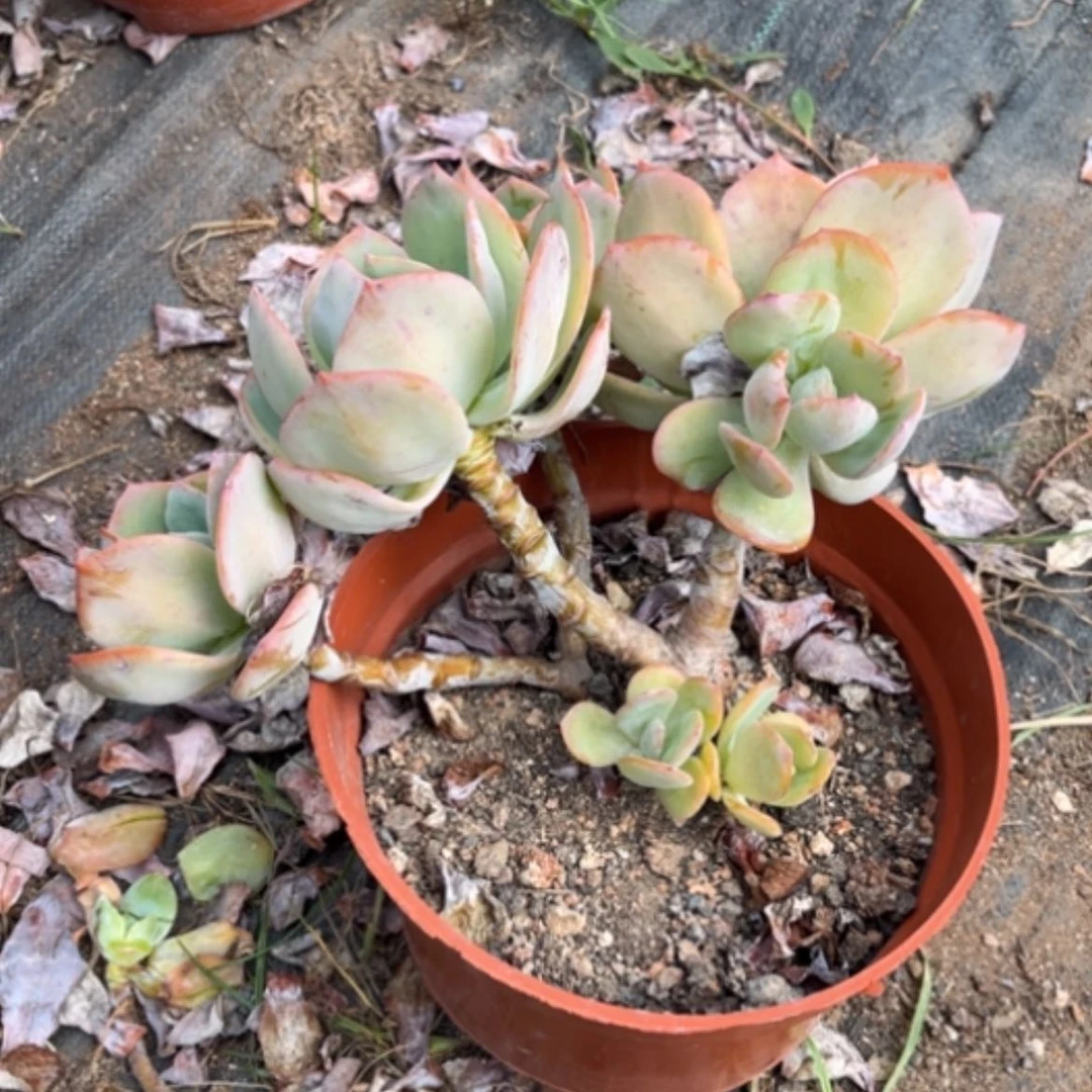 【闪购商品】n白凤