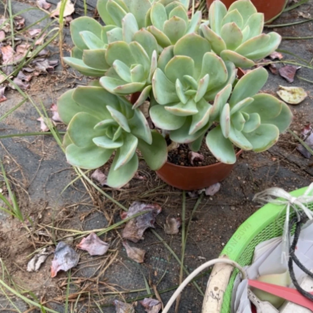 【闪购商品】木*家白凤